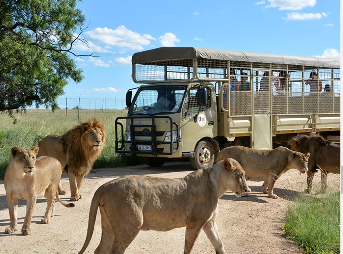 Lion park