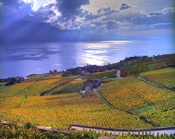 Lavaux